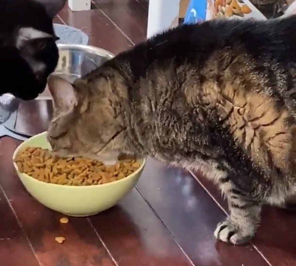 Видео с котом, который жадно поглощает корм, посмотрели 8 миллионов раз за два дня