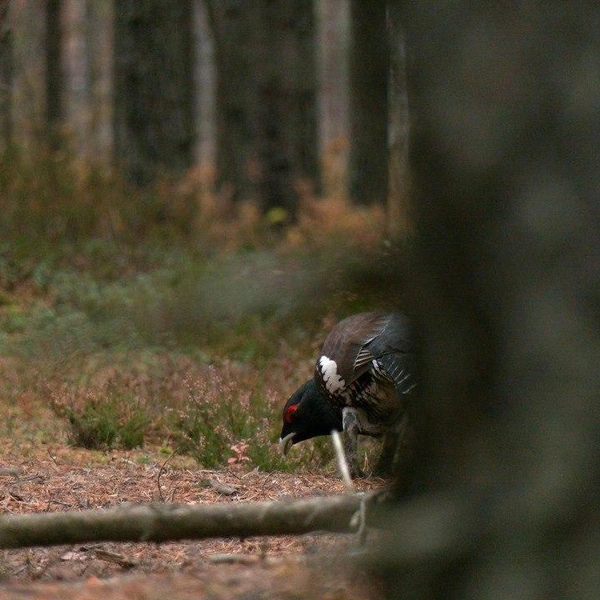Источник: Павел Глазков / «Каждой твари по паре» 