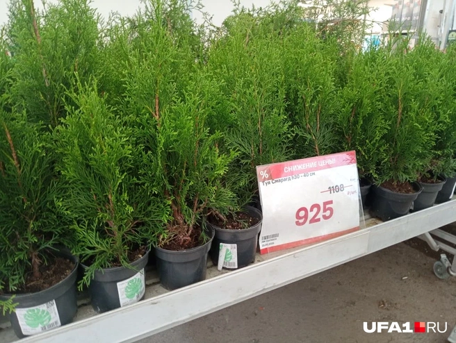Здесь оказались одни из самых дешевых туй | Источник: Марина Каримова / UFA1.RU