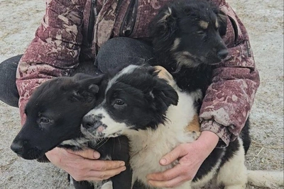 Школьник из Тюмени спас щенков, выброшенных в мусор