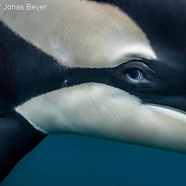 Финалист в номинации «Портрет» | Источник: Patrick Webster / Underwater Photographer of the Year 2025