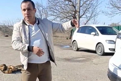 Приют в Волгограде может выпустить 100 собак из-за скандала