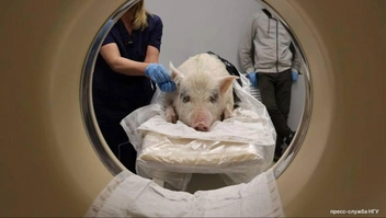 В ноябре 2025 года КТ сделали двум минипигам | Источник: пресс-центр НГУ