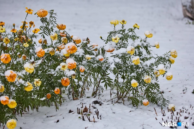 Снегом засыпало и цветы | Источник: Александр Ощепков / NGS.RU