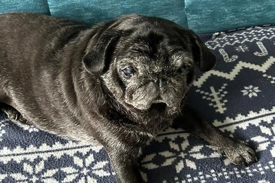 В Перми ищут новых хозяев для пожилого мопса Масяни