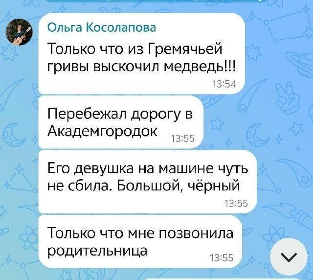 Красноярка чуть не сбил выбежавшего на дорогу медведя | Источник: Живу в Академе — Академгородок — Красноярск / Vk.ru