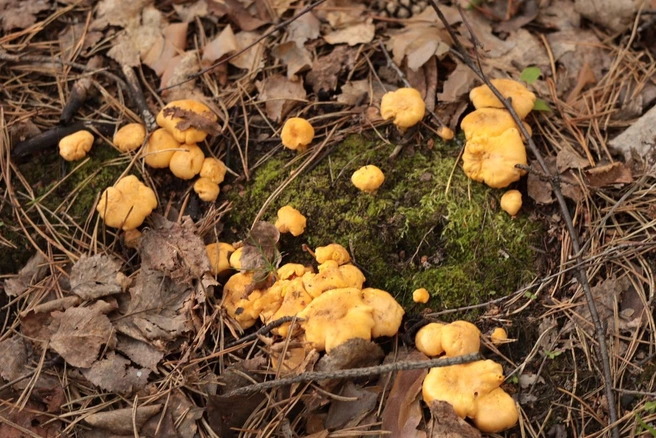 Некоторые грибы растут полянами или рядами  | Источник: Ольга Курочкина 