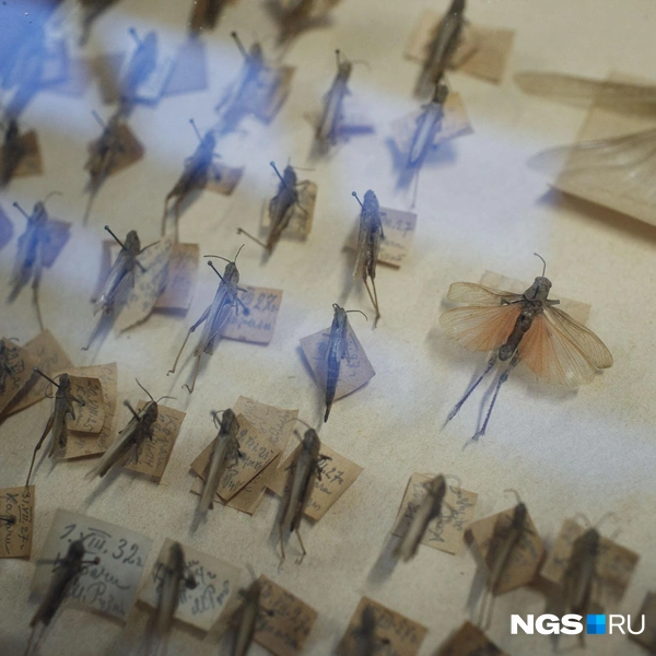 Работа Михаила Рузского важна для зоологии и энтомологии | Источник: Андрей Бортко / NGS.RU