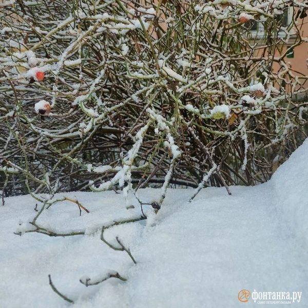 Источник: читатель «Фонтанки»