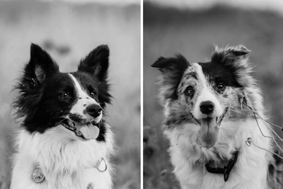 Застрелены две собаки-спасатели отряда ЛизаАлерт в Псковской области