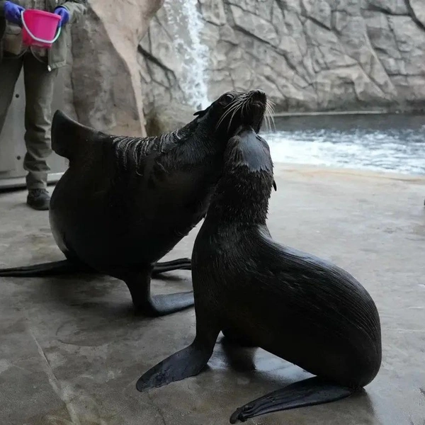 Источник: Пресс-служба Московского зоопарка