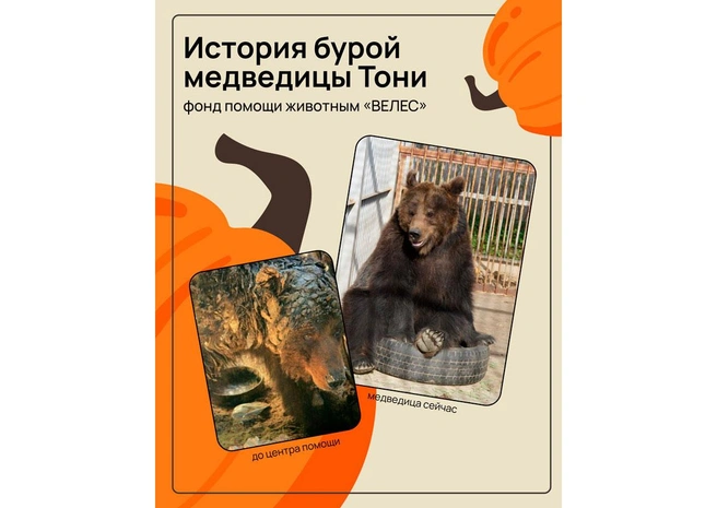 «Принесите тыкву — помогите Тоне». В Петербурге пройдёт акция в поддержку центров спасения диких животных | Источник: Благотворительный магазин «Спасибо!»