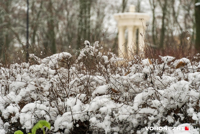 Источник: Дмитрий Волгин / Voronezh1.ru