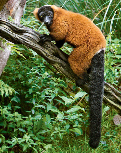 Главное — хвост: взгляните на одного из самых удивительных лемуров Мадагаскара
