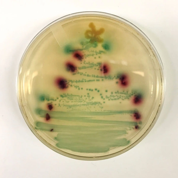 Елка из бактерий в медицинской лаборатории