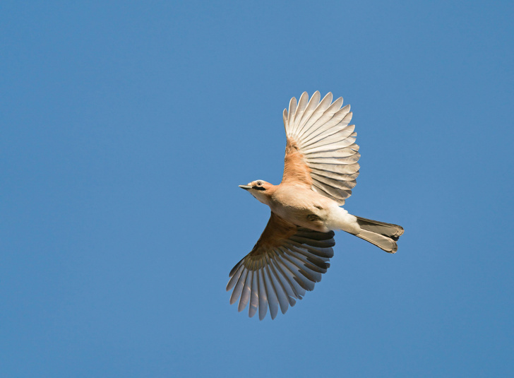 Сойки умеют путешествовать во времени: что за суперспособность нашли у птиц?