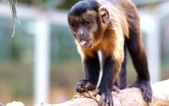 Можно ли заразиться оспой обезьян в России, объяснила врач