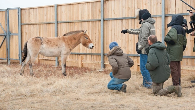 Животные проходили адаптацию | Источник: orenzap.ru