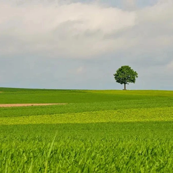 Источник: Martin Tschopp / Minimalist Photography Awards 2025