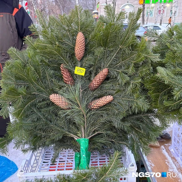 Источник: Мария Лобанова / NGS70.RU