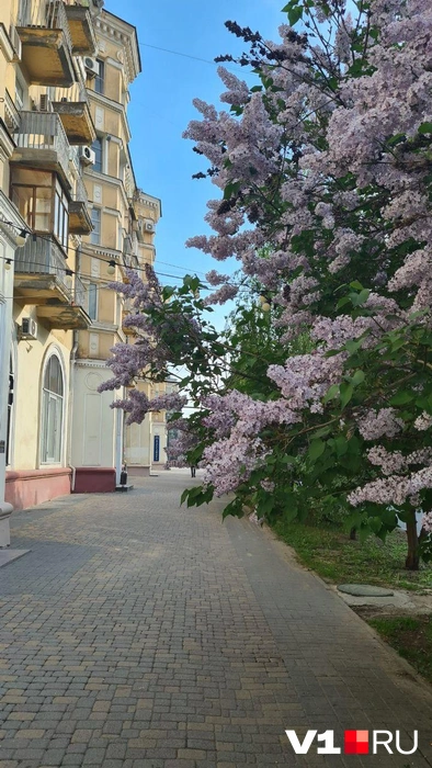 Прогулки в центре города стали еще прекраснее | Источник: читатели V1.RU