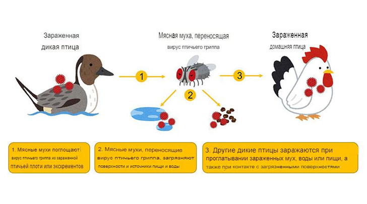 Лети отсюда! Ученые выяснили, что переносчиками птичьего гриппа могут быть мухи