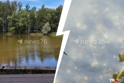 «Ила по горло»: ярославцы о состоянии Крестовского пруда