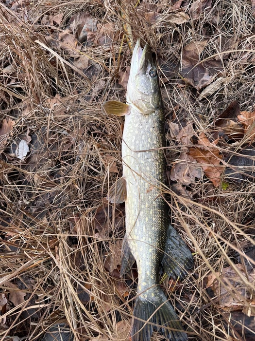 Мэр выпустил щуку в родную среду | Источник: Илья Сухих / t.me