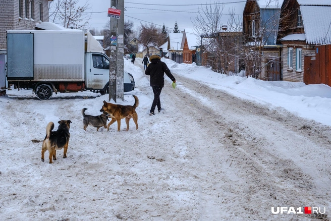 Собачий патруль | Источник: Булат Салихов