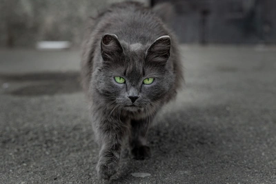 Rabid Cat Bites Girl in Samara, Child's Fate in Question