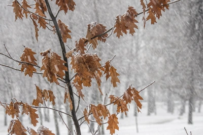 На трассе М-4 «Дон» ожидается мокрый снег