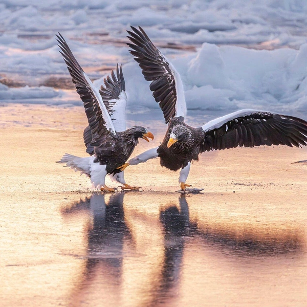 «Соблюдай социальную дистанцию!» | Источник: Mike Lane / Nikon Comedy Wildlife Awards 2025