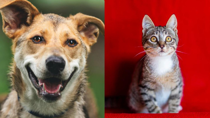 Котопёс недели: возьмите из приюта нежного котенка Нуф-Нуфа или жизнелюбивую собаку Фруню