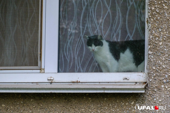 Чего вам надо? Я вас не звал! | Источник: Булат Салихов / UFA1.RU