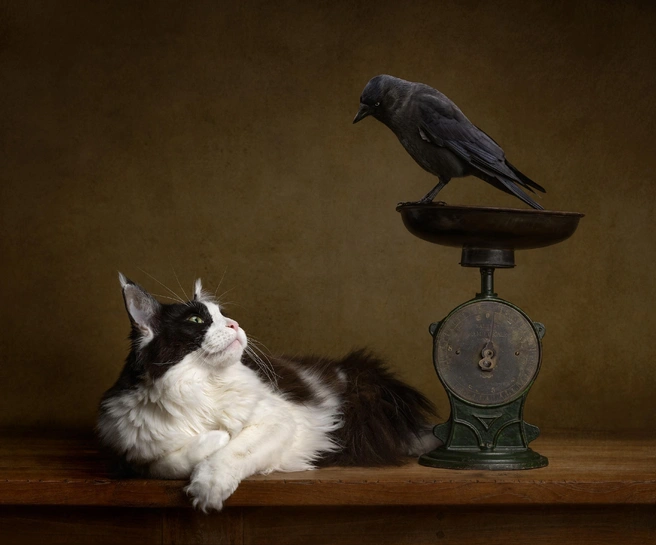 Если в удаче — 5 мартышек, то сколько ворон в коте? | Источник: Mirka Koot / International Pet Photography Awards 2026