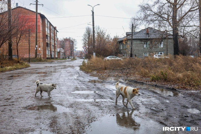 Застройщику этого комплекса и отдали участок для КРТ на Баррикад | Источник: Ксения Филимонова / «ИрСити»