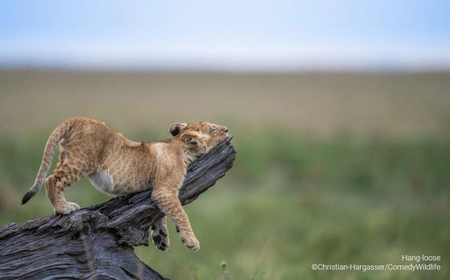 Источник: Christian-Hargasser / Comedy Wildlife Photo Awards