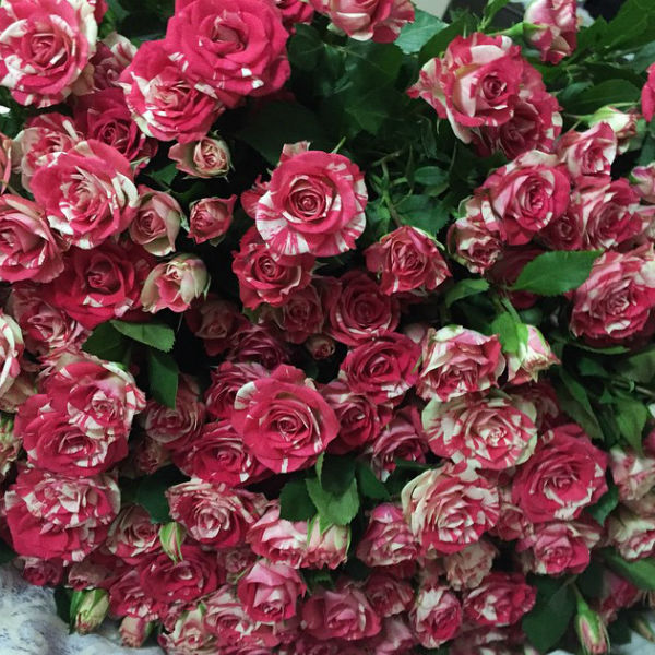 Гарик Харламов дарит жене ее любимые цветы
