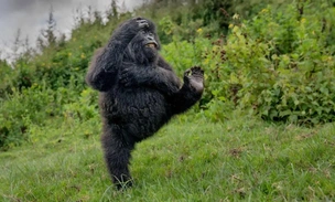 Смех и радость они приносят людям: объявлены победители конкурса юмористических фотографий животных Comedy Wildlife Awards 2025