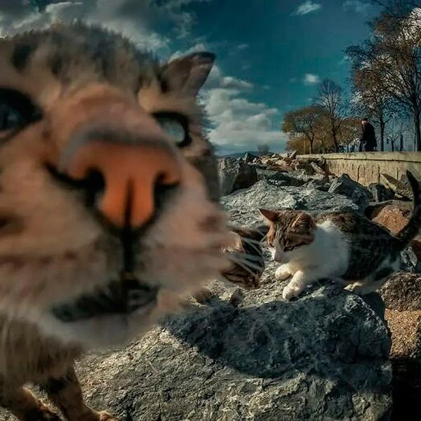 Источник: istanbulcatsofficial