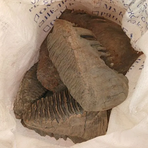 Обычные зубы мамонта в мешке | Источник: Avito.ru / yakutsk