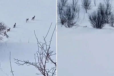 Косули борются с сугробами в Нижегородской области