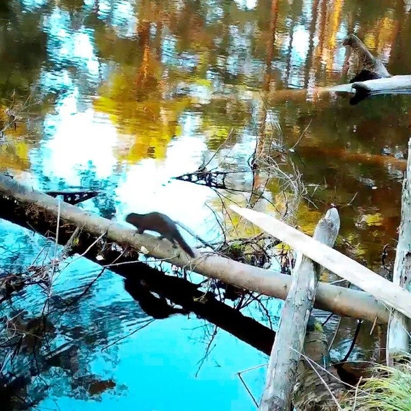 В Нижне-Свирском заповеднике обнаружили схрон американки | Источник: Нижне-Свирский заповедник