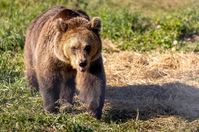 В Листвянке заметили медведя, вышедшего из леса