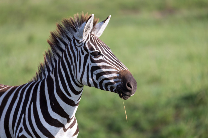 Черно-белые лошадки: 7 любопытных фактов о зебрах