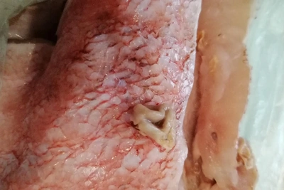 «Немедленно изъять»: в Волгограде купили рыбу с червями