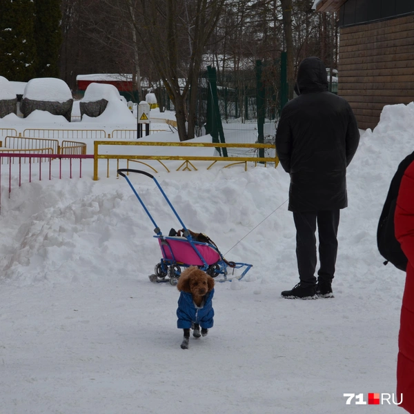 В парке было много гуляющих со своими питомцами | Источник: Максим Улитов / 71.RU