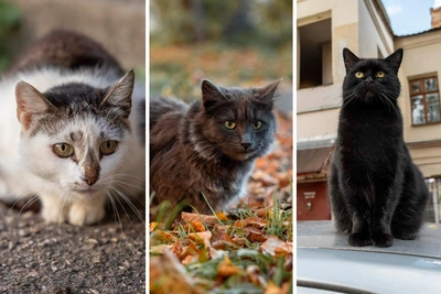 Усатые хозяева ярославской глубинки: фото уличных котов