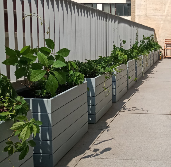Готовые решения для озеленения балконов и террас (фото 3)