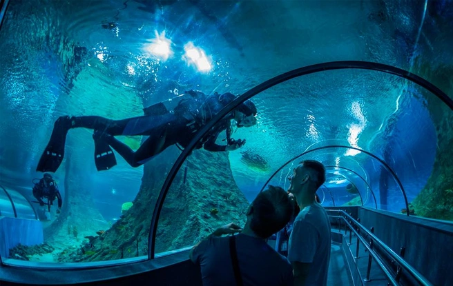 Окнанариум «Акватика» | Источник: Oceanarium.ru